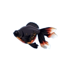 Moors Goldfish